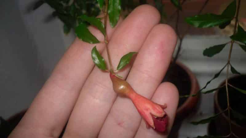 Step-by-step guide to propagating pomegranate cuttings at home