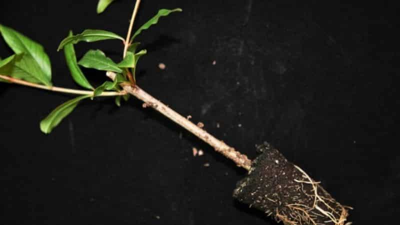 Step-by-step guide to propagating pomegranate cuttings at home