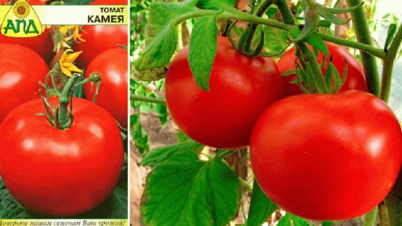 Varieties of tomato varieties and hybrids and their characteristics