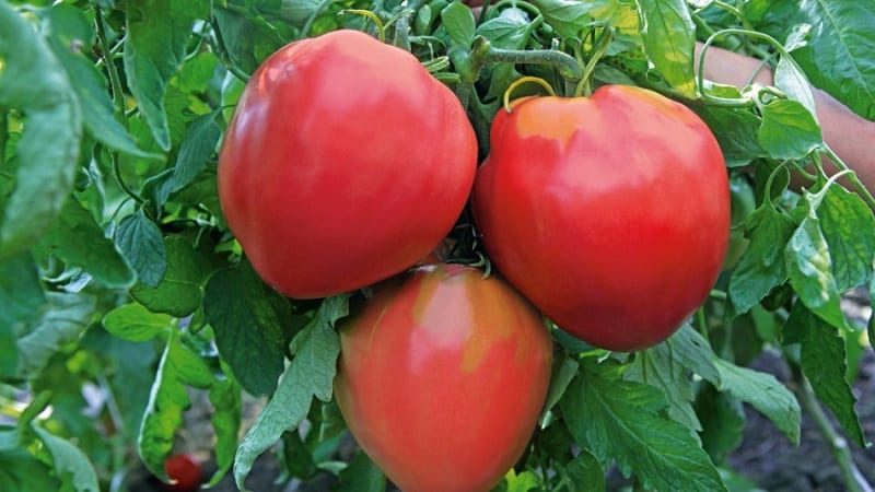 Varieties of tomato varieties and hybrids and their characteristics