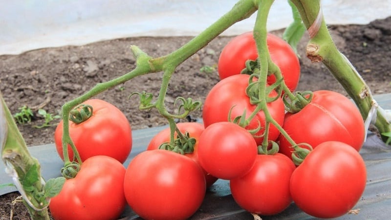 Varieties of tomato varieties and hybrids and their characteristics