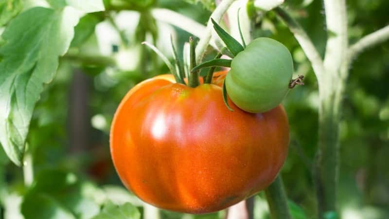 Varieties of tomato varieties and hybrids and their characteristics