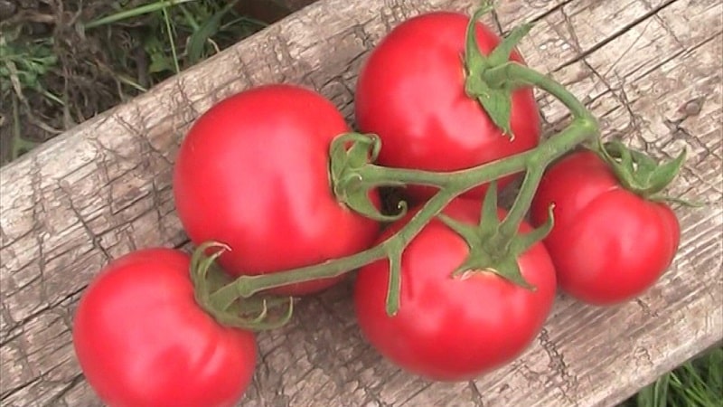 Varieties of tomato varieties and hybrids and their characteristics