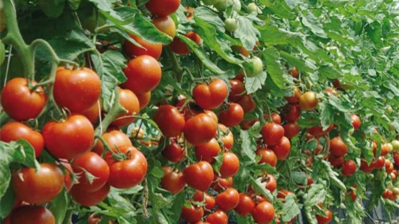 Varieties of tomato varieties and hybrids and their characteristics