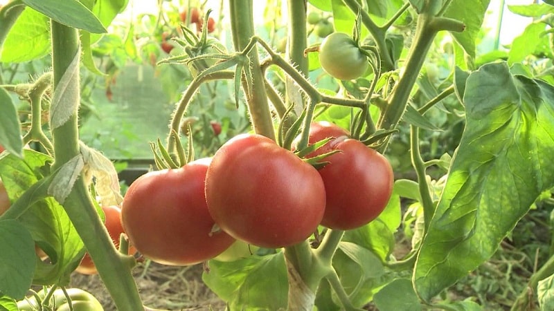 Features of growing and planting onion sets