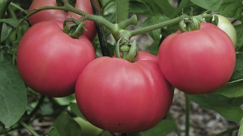 Varieties of tomato varieties and hybrids and their characteristics
