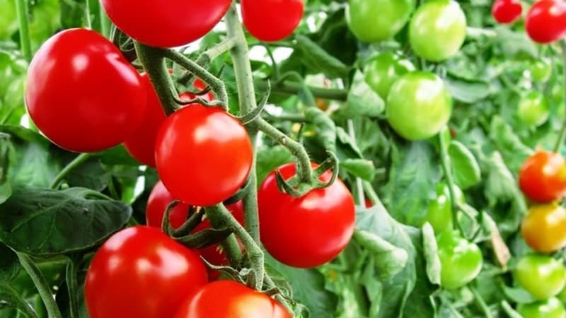 Varieties of tomato varieties and hybrids and their characteristics
