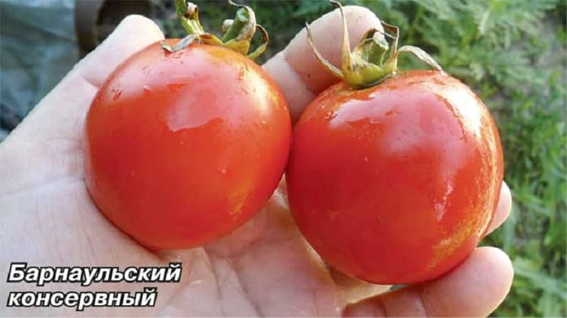 Varieties of tomato varieties and hybrids and their characteristics