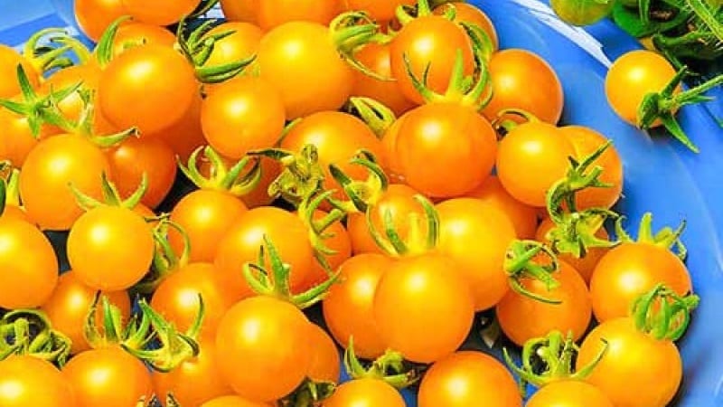 Varieties of tomato varieties and hybrids and their characteristics