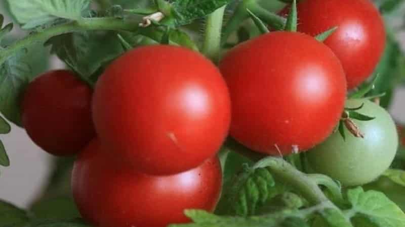 Varieties of tomato varieties and hybrids and their characteristics