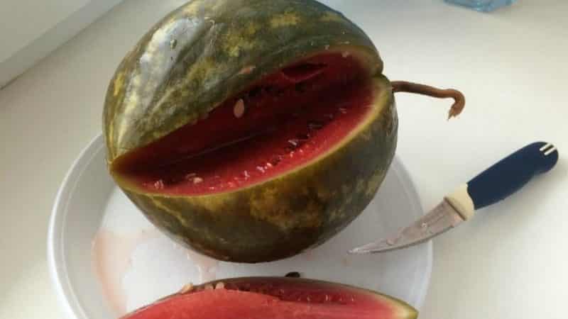 Delicious recipes for soaked watermelons: in a pan, jar and barrel