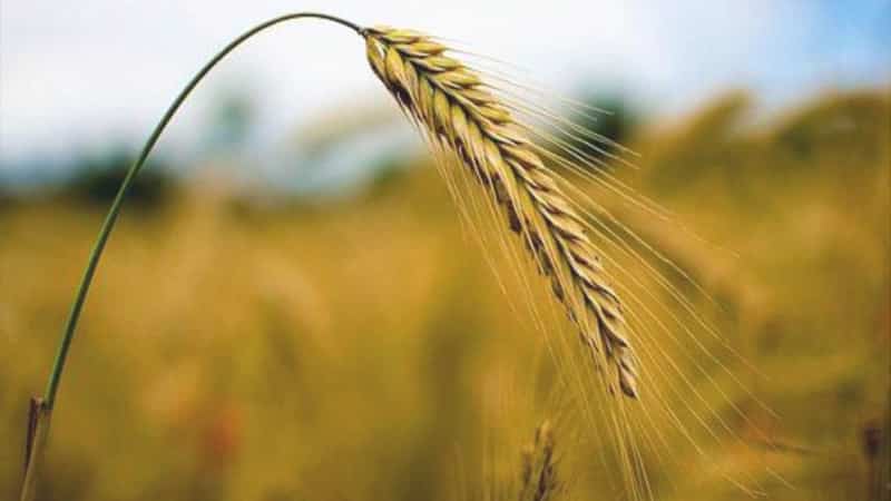 Rye in folk medicine: benefits and harms