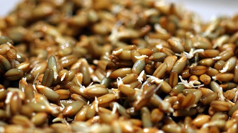 Rye in folk medicine: benefits and harms