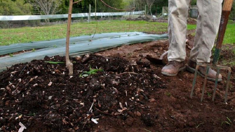 A guide to feeding pears in the fall for beginner gardeners