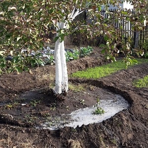 A guide to feeding pears in the fall for beginner gardeners