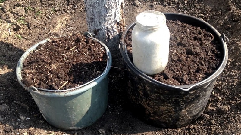 A guide to feeding pears in the fall for beginner gardeners