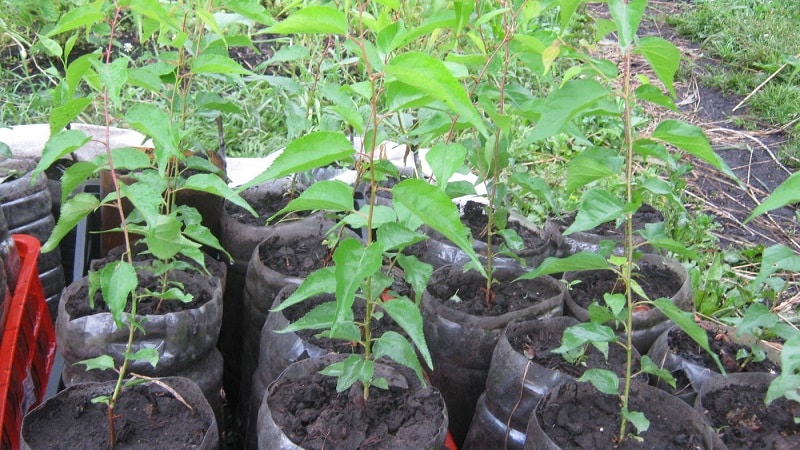 A Guide to Planting Apricots in the Fall for Beginner Gardeners