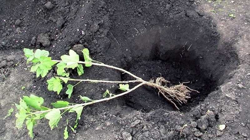 A guide to planting currants in the fall for beginner gardeners