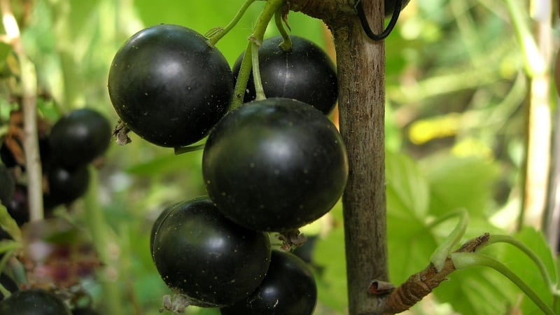A guide to planting currants in the fall for beginner gardeners