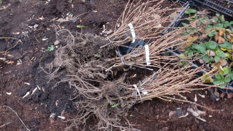 A guide to planting currants in the fall for beginner gardeners