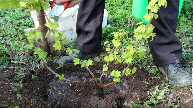 A guide to planting currants in the fall for beginner gardeners