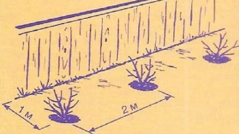 A guide to planting currants in the fall for beginner gardeners