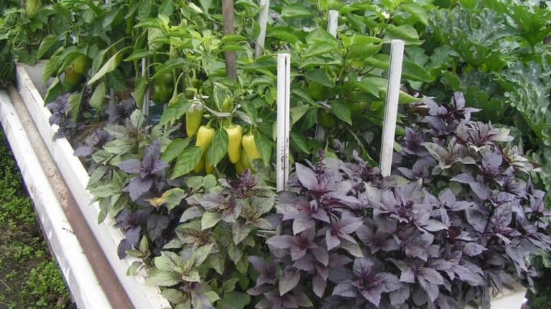 Plant compatibility: what to plant basil next to and why it is important