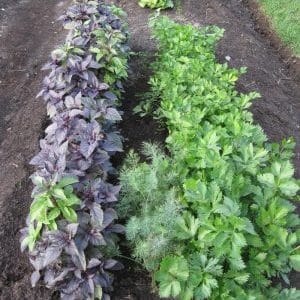 Plant compatibility: what to plant basil next to and why it is important