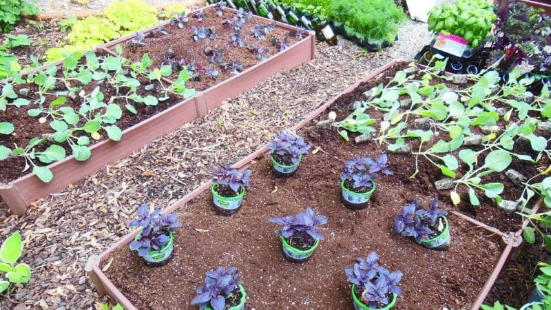 Plant compatibility: what to plant basil next to and why it is important