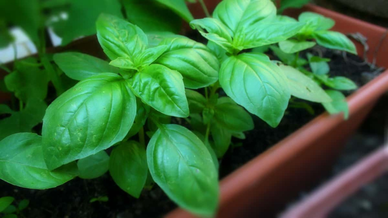 Vegetable garden all year round: is it possible to plant basil before winter and how to do it correctly