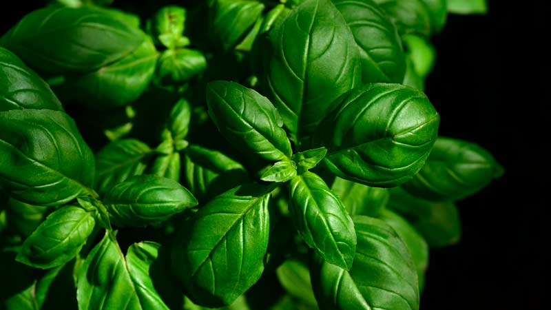 Vegetable garden all year round: is it possible to plant basil before winter and how to do it correctly