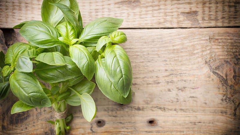 Vegetable garden all year round: is it possible to plant basil before winter and how to do it correctly