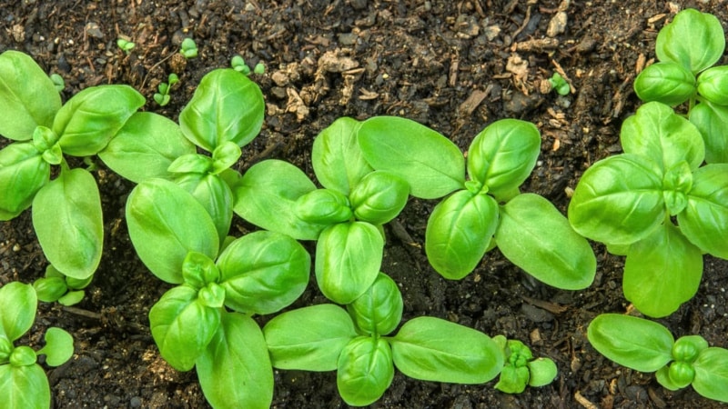 Vegetable garden all year round: is it possible to plant basil before winter and how to do it correctly
