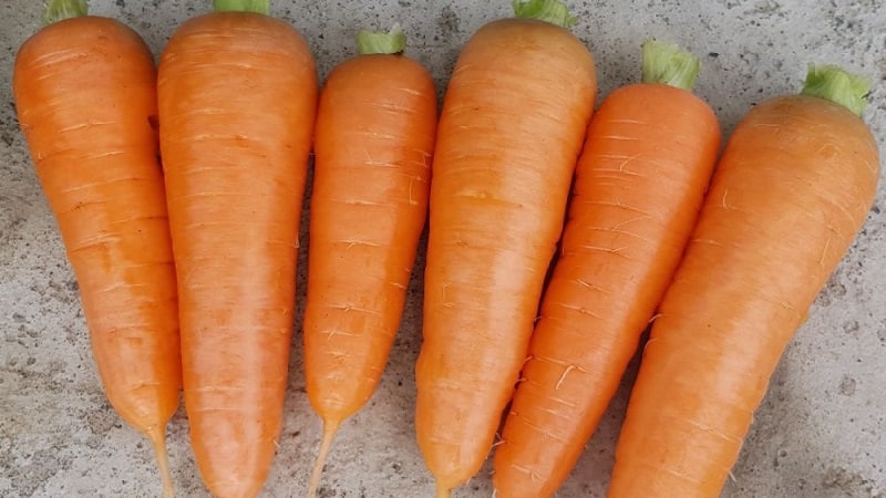 Sweet mid-season carrot variety Nantes 4