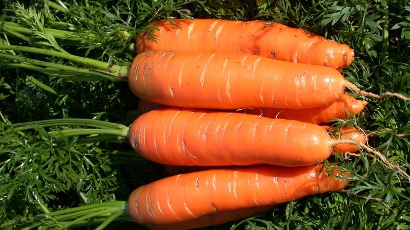 Sweet mid-season carrot variety Nantes 4