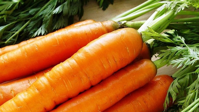 Sweet mid-season carrot variety Nantes 4