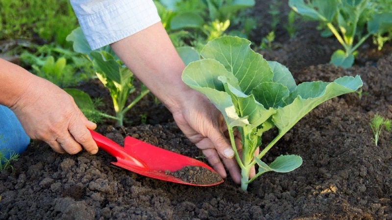 Review of the white cabbage variety Dominant f1
