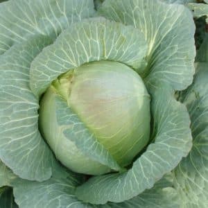 Review of the Kharkov winter cabbage variety: reviews, characteristics and cultivation features