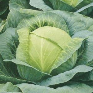Review of the Kharkov winter cabbage variety: reviews, characteristics and cultivation features