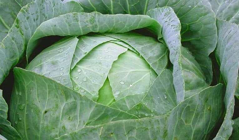 Characteristics and description of the Zimovka cabbage variety: photos, reviews and features of agricultural technology