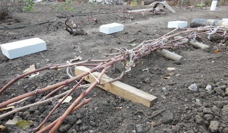 What are the ways to cover grapes for the winter in the middle zone?