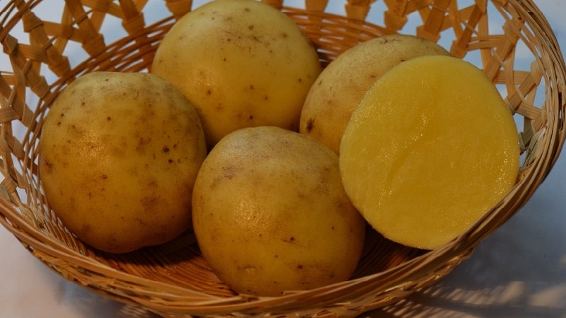 Mid-early potato variety, resistant to diseases - Bryansk delicacy
