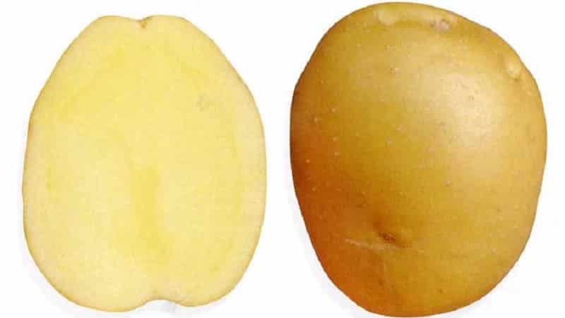 Mid-early potato variety, resistant to diseases - Bryansk delicacy