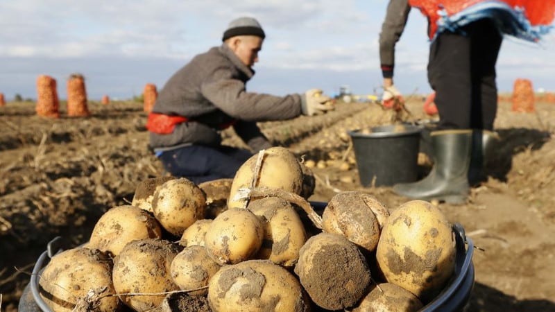 Top leading countries in potato production worldwide