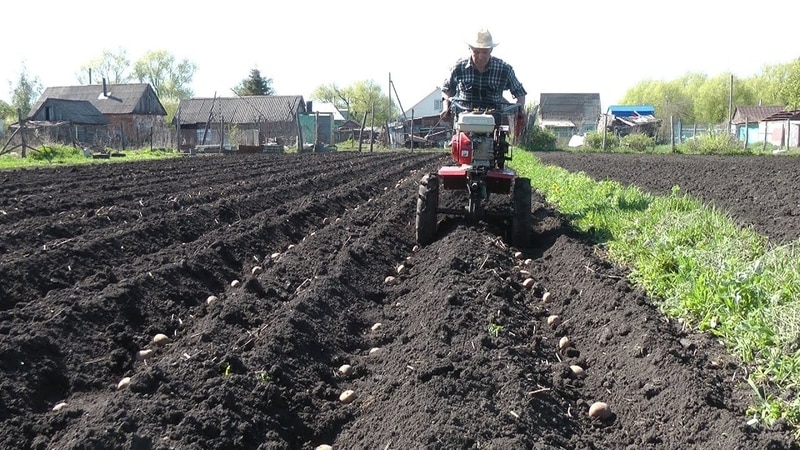 New methods of planting potatoes and care features