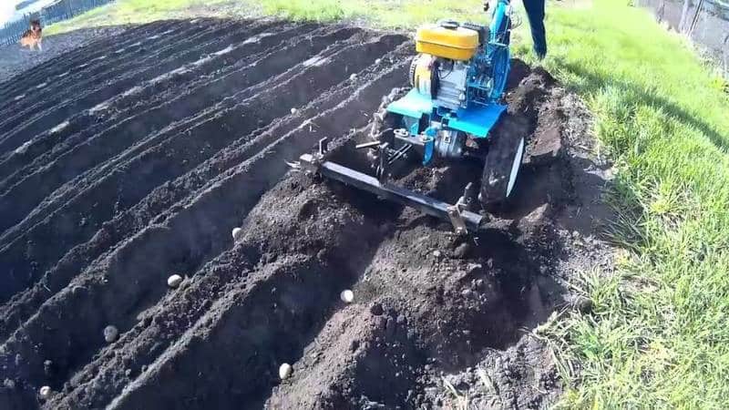 Technology for planting potatoes with a walk-behind tractor