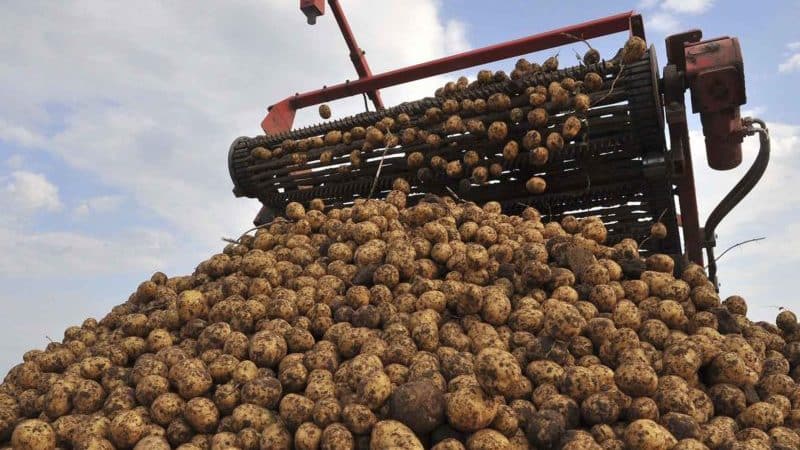 Top leading countries in potato production worldwide