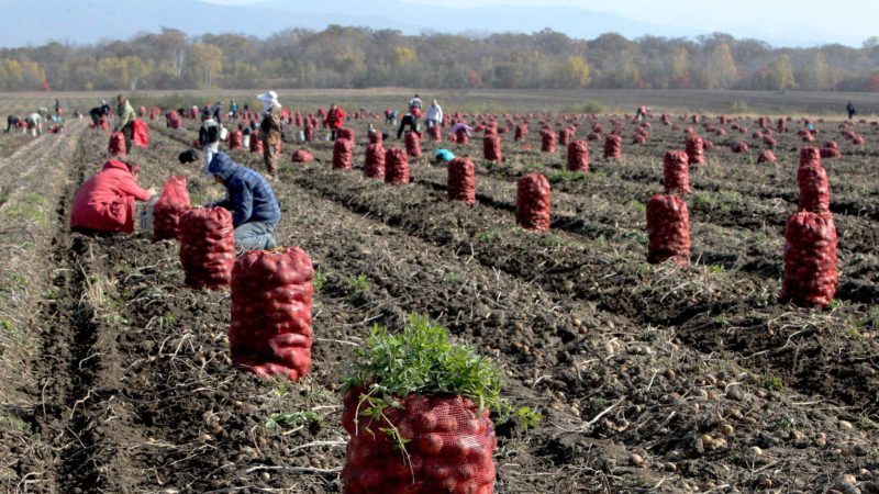 Top leading countries in potato production worldwide