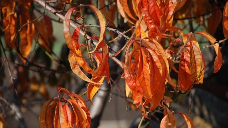 What peach care is needed in the fall to prepare for cold weather?