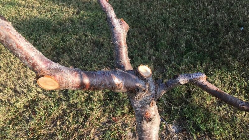 What peach care is needed in the fall to prepare for cold weather?